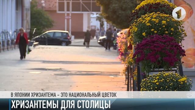 Хризантемы для столицы. Без комментариев смотреть онлайн