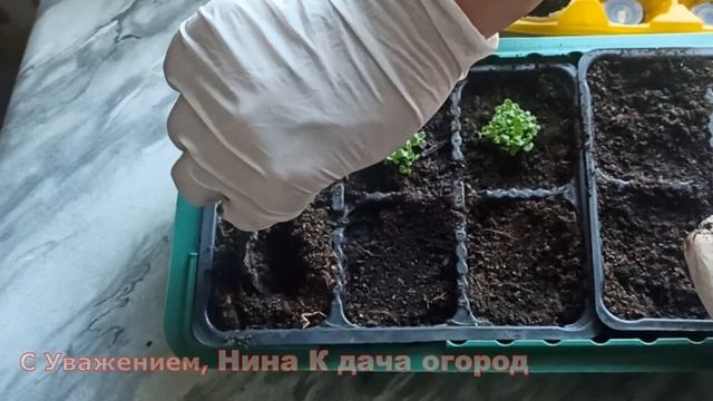 ЛОБЕЛИЯ-РОВНО ЧЕРЕЗ МЕСЯЦ НАДО ПРАВИЛЬНО ПИКИРОВАТЬ!ПИКИРОВКА ЛОБЕЛИИ ИЗ ЯИЦ?РАССАДА ЛОБЕЛИИ видео смотреть онлайн