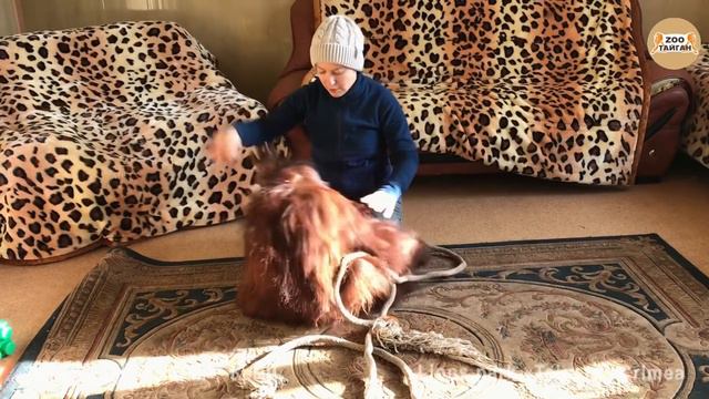 Кусачая обезьянка. Тайган. Biting Monkey .Taigan