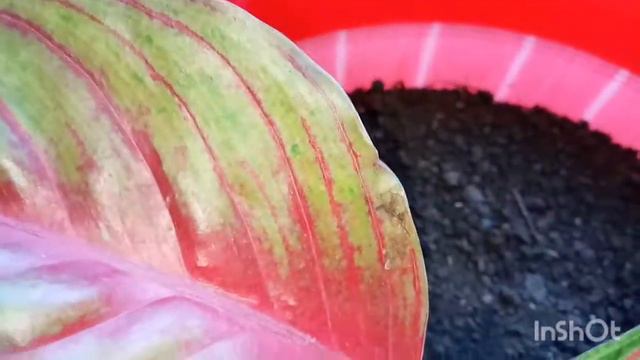 AGLAONEMA SAKUNTALA