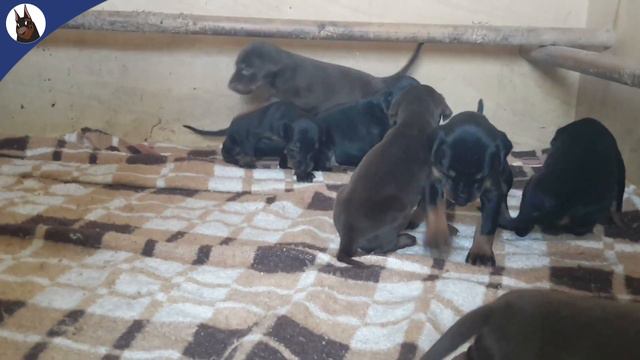 3 WEEKS DOBERMAN PUPPIES SOCIALIZING смотреть онлайн