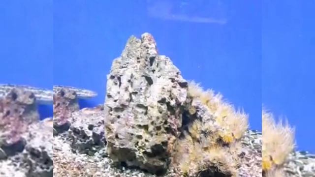Пираньи и акулы океанариума смотреть онлайн
