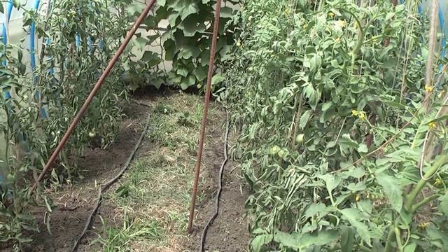 Нюансы использования капельного полива для выращивания растений в грунте