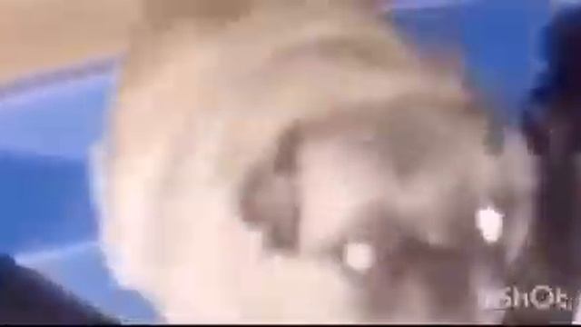 Собака танцует! смотреть онлайн