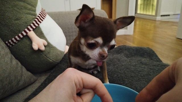 Маленькая чихуахуа грызет семечки! И никакие вкусняшки не нужны! смотреть онлайн