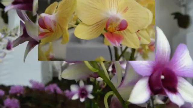 Floriades au Pays Bas juin 2012 смотреть онлайн