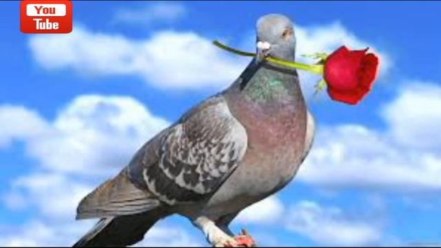 голубей звуки и голоса , звуки птиц , проект изучаем голоса животных смотреть онлайн