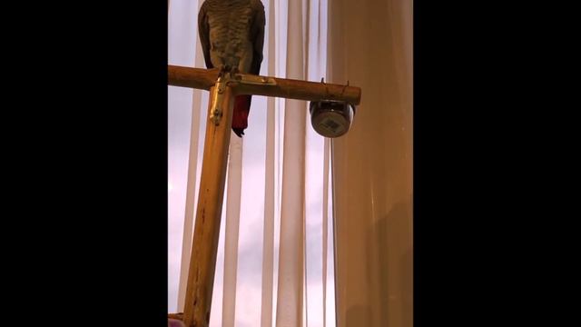 Очень умный попугай Тимоша смотреть онлайн