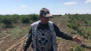 Херсонская обл. Сад Черешни посаженный на Подвое ВСЛ-2, по методу UFO