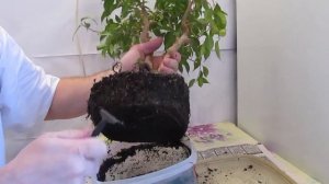 Пересадка бонсай. Фикус Бенджамина мелколистный