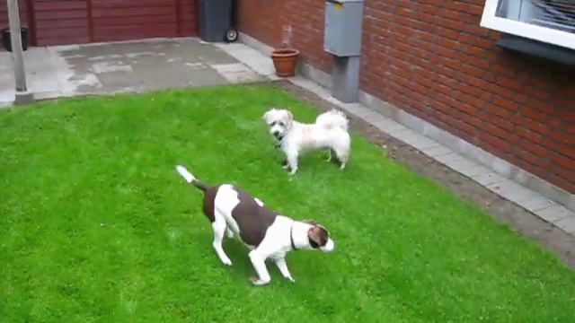 Bella har besøg af en sød legekammerat. смотреть онлайн