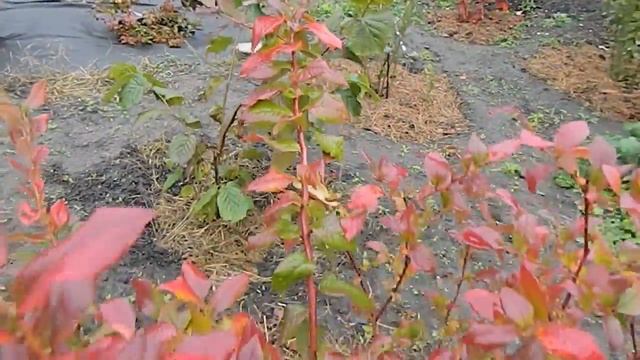 Как ОПРЕДЕЛИТЬ Урожай Голубики. Лучший Способ! смотреть онлайн