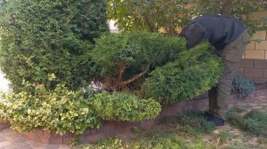 Ниваки из можжевельника. Топиарная форма.