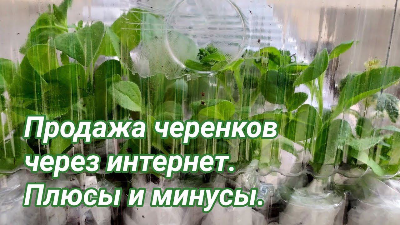 Продажа черенков через интернет. Плюсы и минусы. Обзор упаковки блистер.