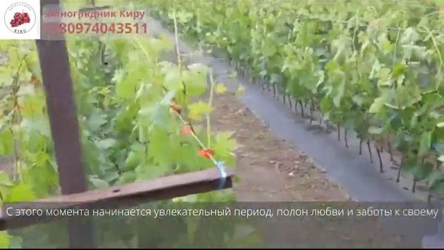 Привитые Саженцы Винограда от А до Я  копаем саженцы 