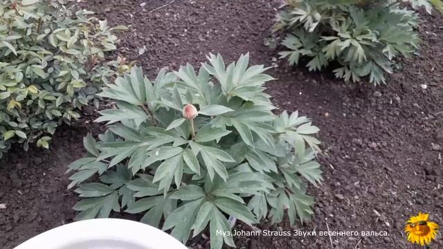 Накануне цветения в моём саду. Гейхеры. Клематисы. Пионы. смотреть онлайн