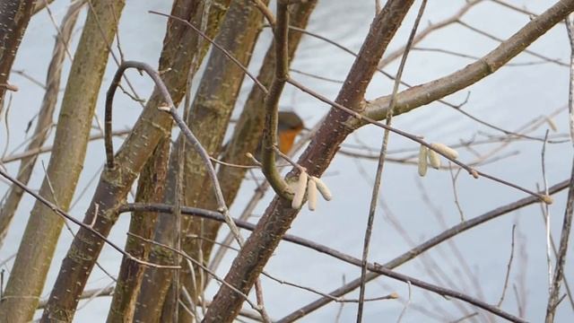 Pair of Robins - Erithacus Rubecula - British Birds UK смотреть онлайн