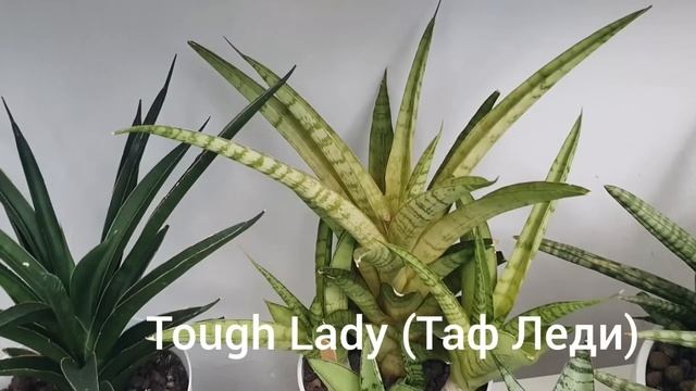 Коллекция Сансевьерий. Полный обзор в 2023году. Февраль. Сансевиерия. Sansevieria collection. смотреть онлайн