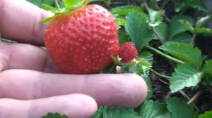 Ампельная Клубника сорт Варнавин