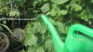 #zoom  Важная подкормка Томатов Монофосфат  калия для  роста плодов