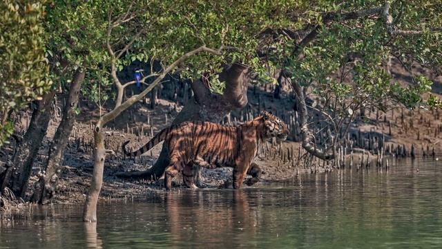 Мангровый лес Сундарбан. Самый большой мангровый лес на Земле. смотреть онлайн