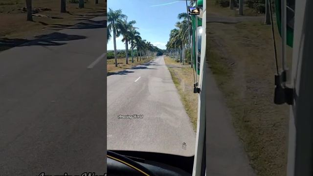 Royal Palm Tree 🌴 Cuba #amazingworld #beautifulnature #holguin #cuban #palmtree смотреть онлайн