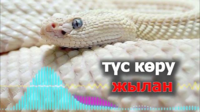 Түсіңізде жылан көру нені білдіреді - Түсіңізде жылан көрсеңіз - Түсіңде жылан смотреть онлайн