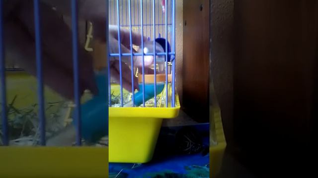 Все что нужно джунгарским хомякам в этом видео 😊 смотреть онлайн