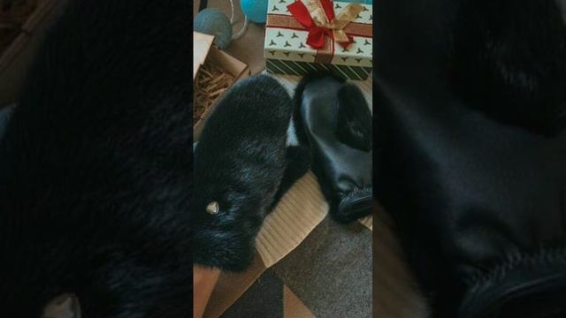 Что сшить из старой шубы. Варежки из меха. 2 октября 2022. Санкт-Петербург смотреть онлайн