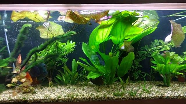 Дискусы и травник смотреть онлайн