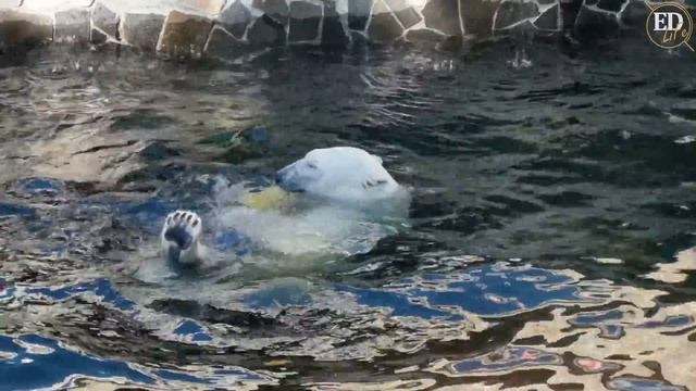 Полярный мишка «резвится» в воде – заплывы, игры. В главной роли – белая медведица Хаарчаана смотреть онлайн