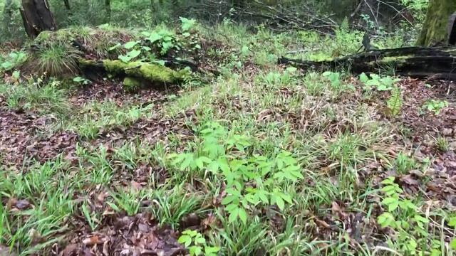 Грибы в конце апреля в Адлере. смотреть онлайн