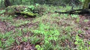 Грибы в конце апреля в Адлере.