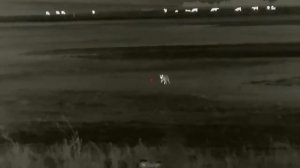 Охота на волков через тепловизор