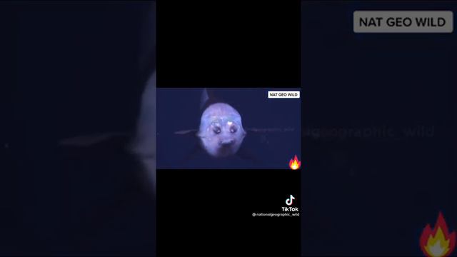 Обитатели Марианской впадины. смотреть онлайн