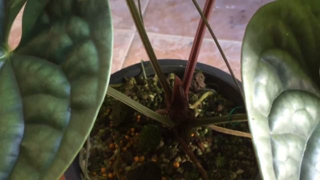 Anthurium Luxurians Platinum #anthuriumluxuriansplatinum #anthurium