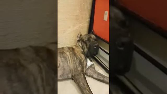 #Cane-corso #Dogs #собака #спит смотреть онлайн