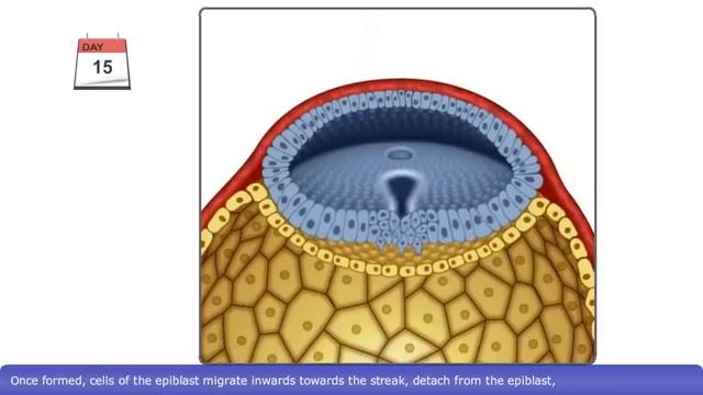 The Process Of Gastrulation