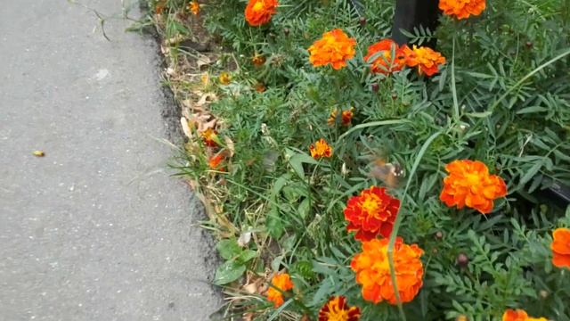 Бражник - колибри Бабочка БРАЖНИК, похожая на калибри смотреть онлайн