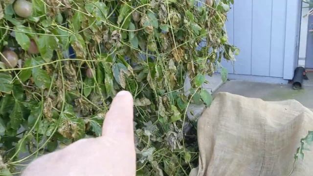#maracuja #passionfruit #exoticfruit Ещё один наш куст пассифлоры эдулис сорта Фредерик смотреть онлайн