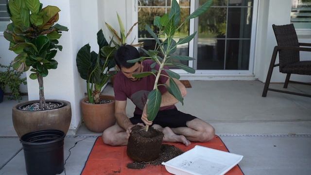 Ficus Audrey Repot AGAIN And Update