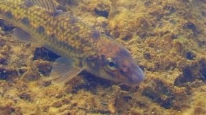 ПЕСКАРЬ. О чём молчат рыбы 48