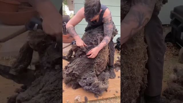 Potato Shaped Sheep Shearing смотреть онлайн