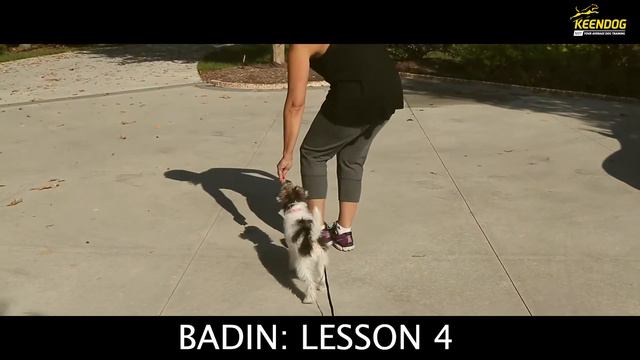 Badin: Wire Fox Terrier. Charlotte Dog Training: Puppy-6 months смотреть онлайн