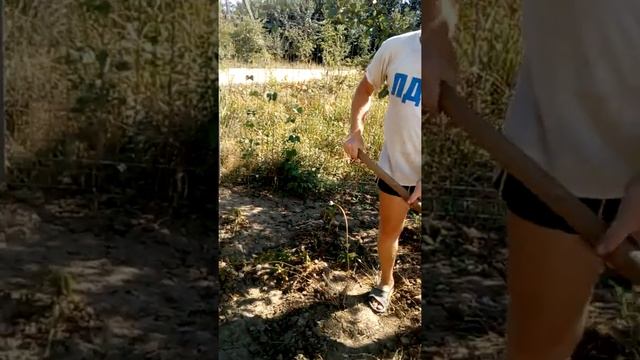 мульчирование грядок скошенной травой сухой 16 08 2018 смотреть онлайн