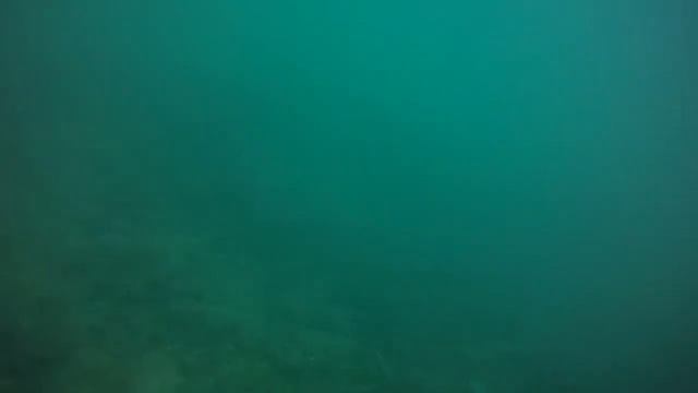[Hikkaduwa-Sri Lanka] Corals Fish Scene1 смотреть онлайн