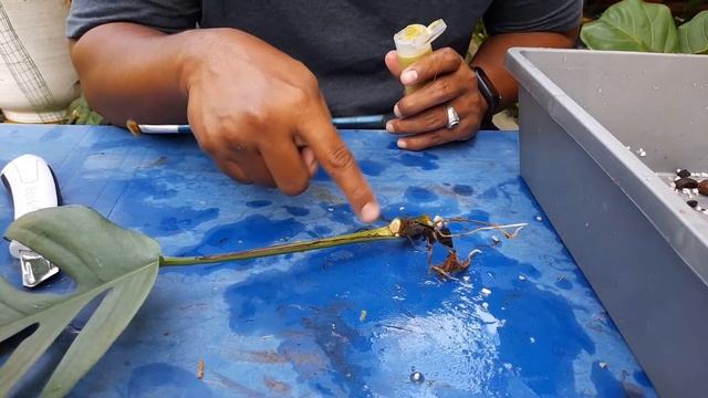 How To Plant Epipremnum Cebu Blue from Cuttings - Part 02 смотреть онлайн