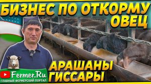 150 тонн баранины в год! Овцы на откорме. Устройство откормочника для овец. Рацион и содержание овец