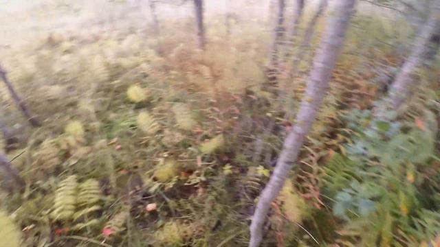 Первая добыча в Ленинградской области! смотреть онлайн