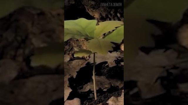 Дуб: Царское дерево смотреть онлайн